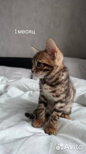 Бенгальский кот вязка