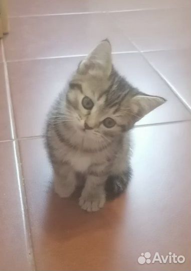 Ласковая кошечка