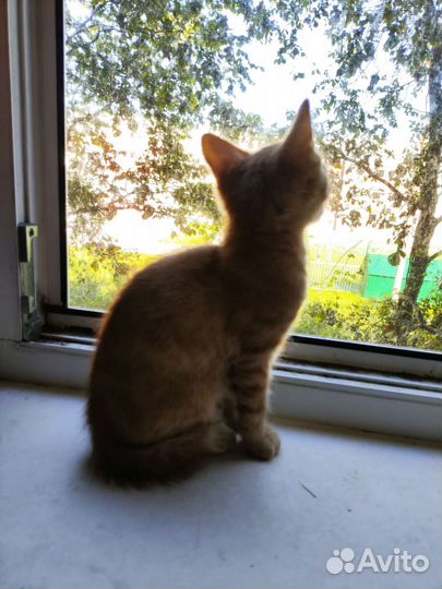 Рыжий котенок
