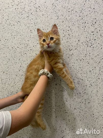 Котенок мальчик рыжий в дар