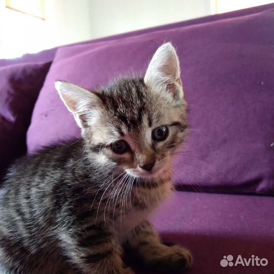 Кошка котенок девочка серая