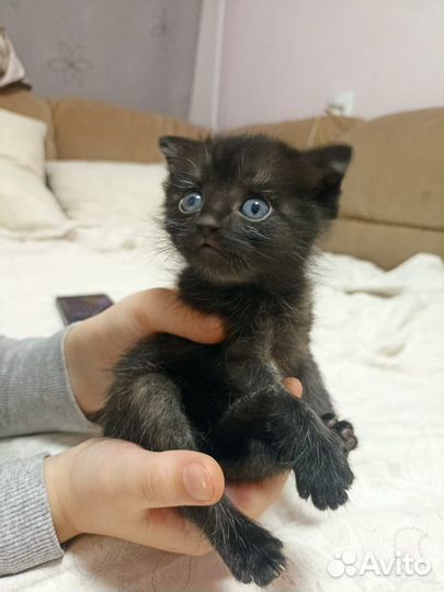 Котята