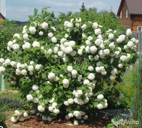 Калина Бульдонеж, цветы