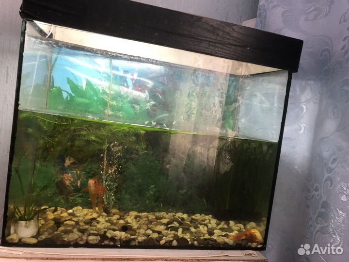 Аквариум