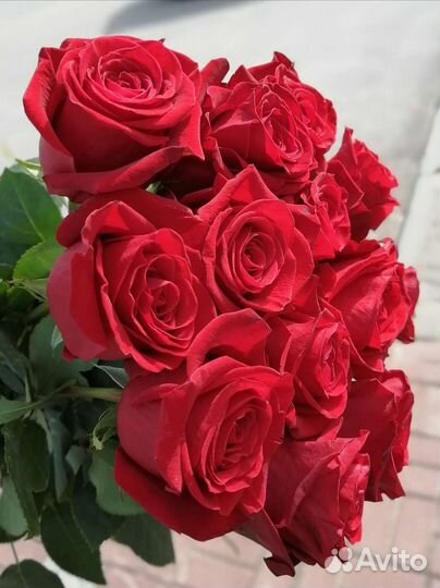 Розы эквадор