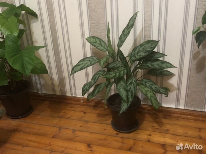 Диффенбахия