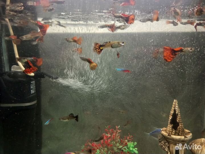 Аквариумные рыбки Гуппи (Красная кобра)