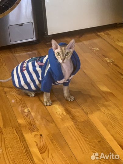 Костюм для кошки