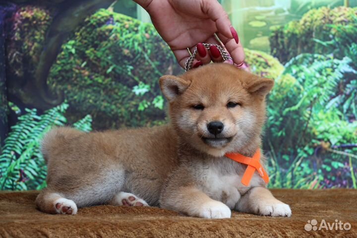 Красивая девочка сиба