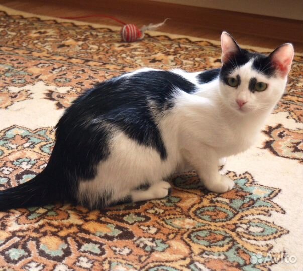 Кошка Пескарка