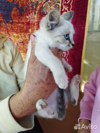 Котенок в добрые руки