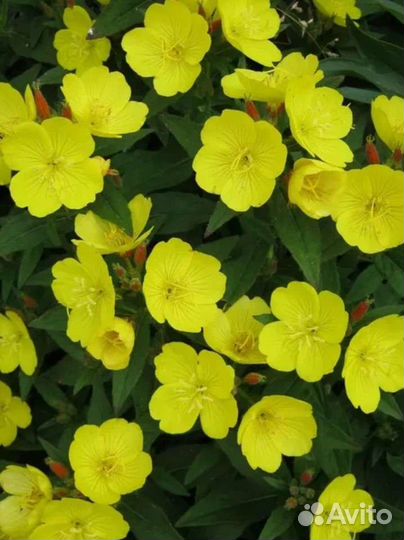 Садовые многолетники