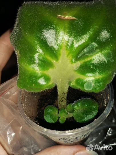 Фиалки детки