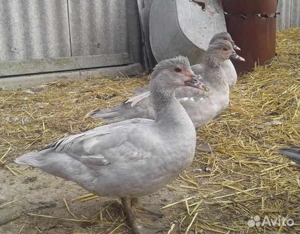 Лавандовые селезни мускусной утки