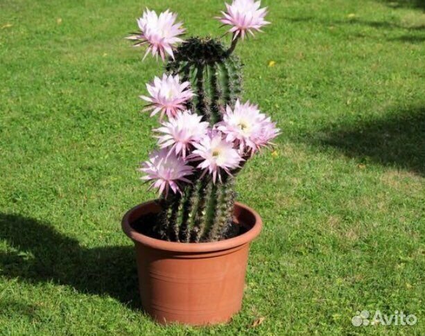 Детки цветущего кактуса