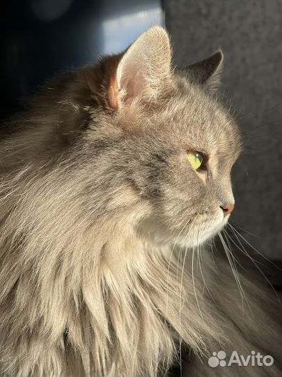 Сибирский кот