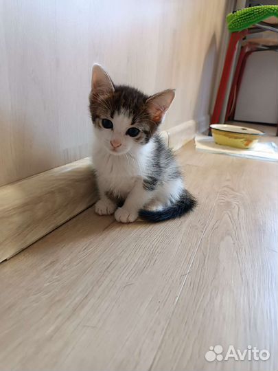 Котята в добрые руки, приучены к лотку, сами едят