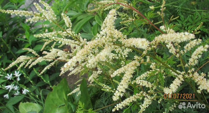 Волжанка (арункус) Вольдемар Мейер