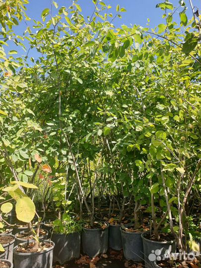 Ирга Ломарка