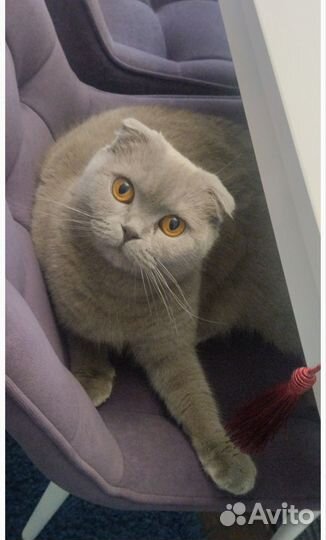 Шотландская вислоухая кошка, отдам