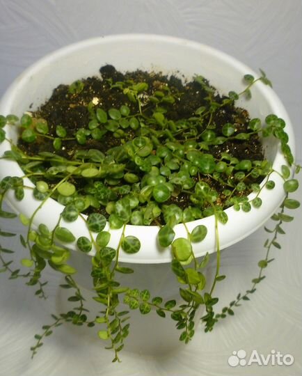 Пеперомии (Peperomia)