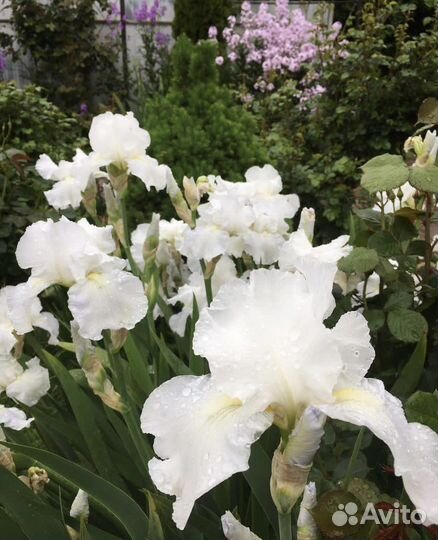 Ирисы бородатые