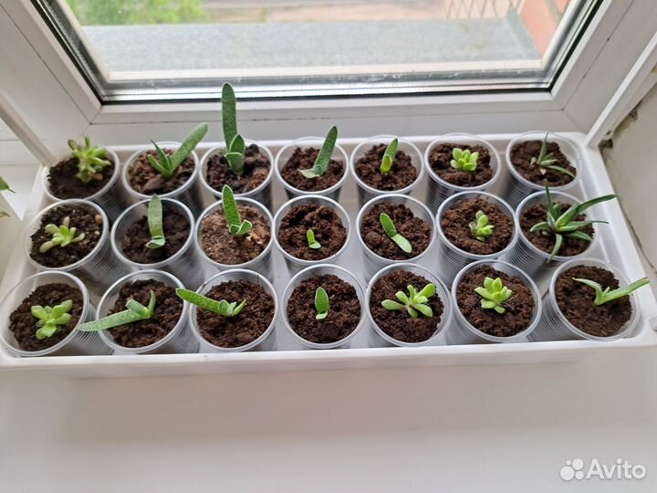 Суккуленты