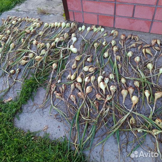 Лук семейный аристократ