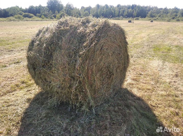 Сено в рулонах 350кг 2024года
