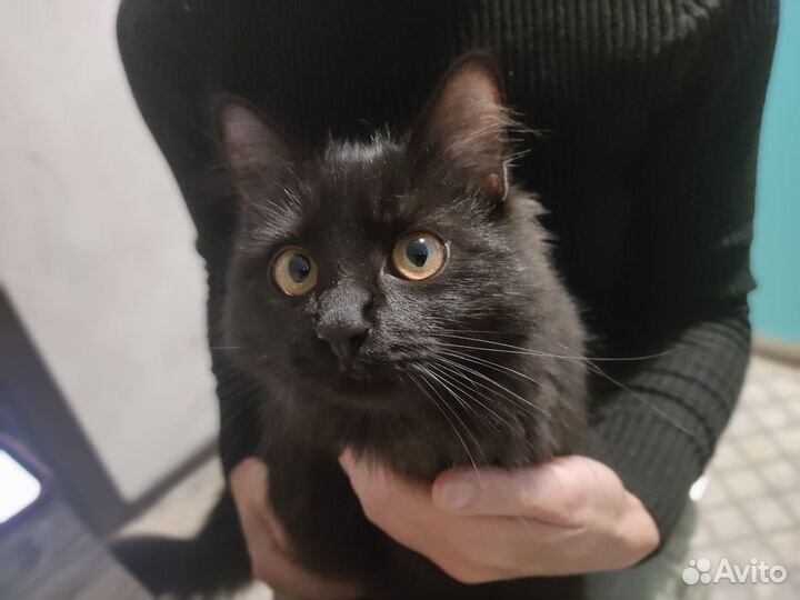 Отдам кошку в добрые руки