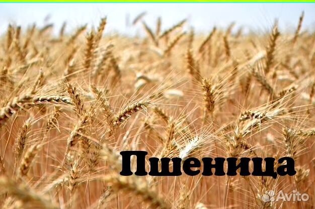 Зерно пшеница