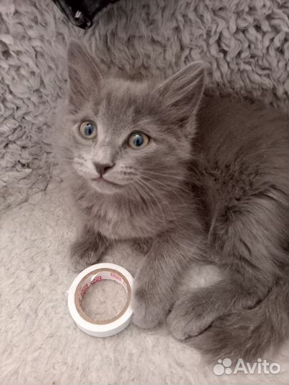 Котик
