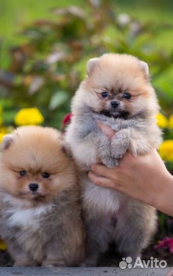 Померанский шпиц