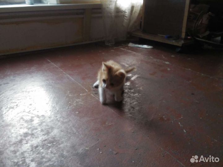 Обычные