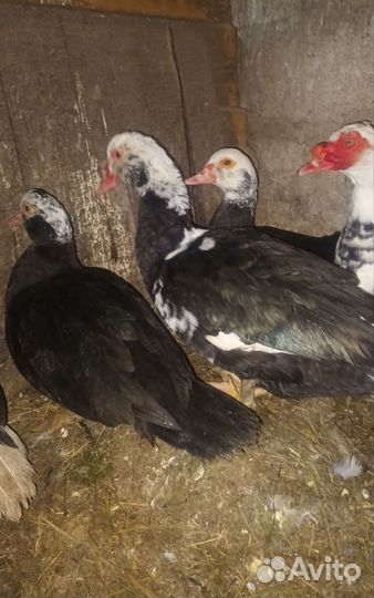 Индоутки,селезни молодые петухи