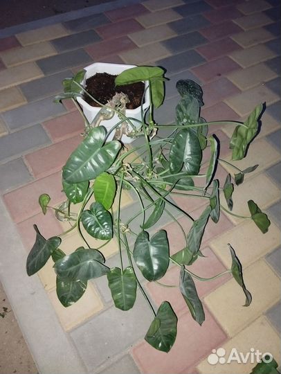 Продам цветы