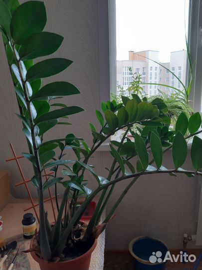 Продам цветы комнатные