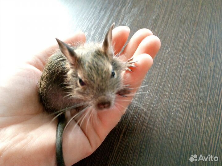 Морские свинки