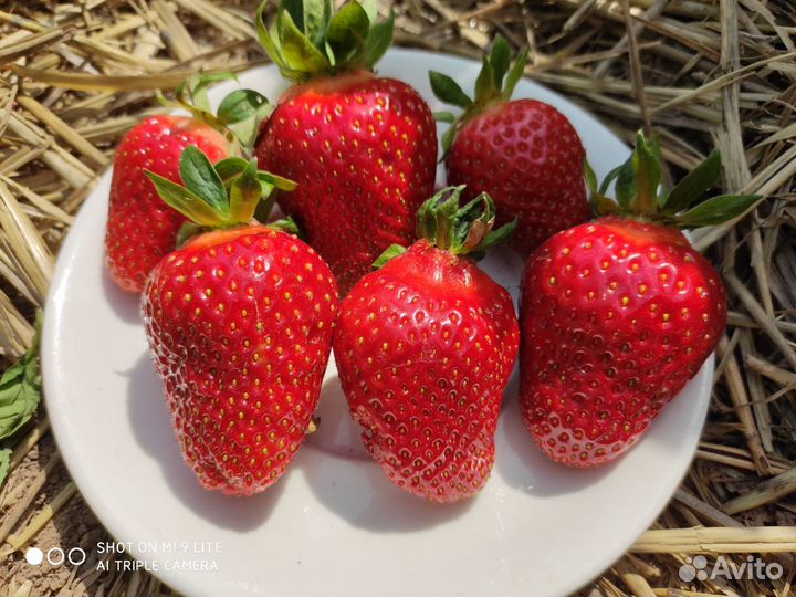 Рассада клубники