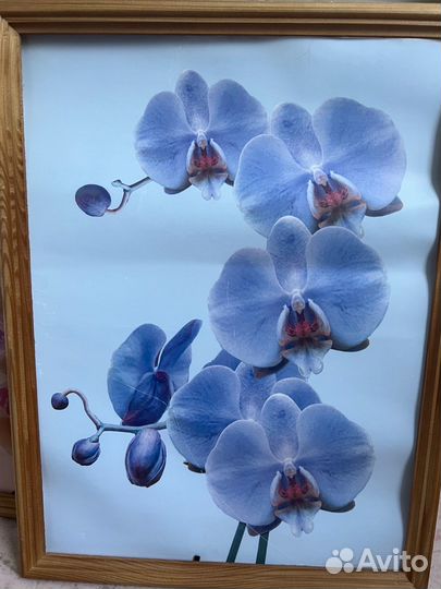 Картины декор орхидеи для интерьера