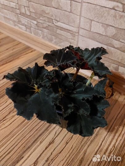 Бегония, Алоказия, Папоротник, выскочка