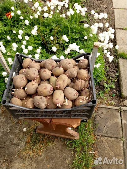 Семенной картофель