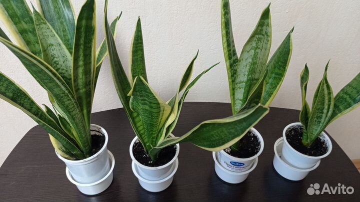 Сансевиерия футура суперба и цилиндрика