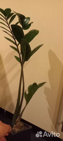 Замиокулькас