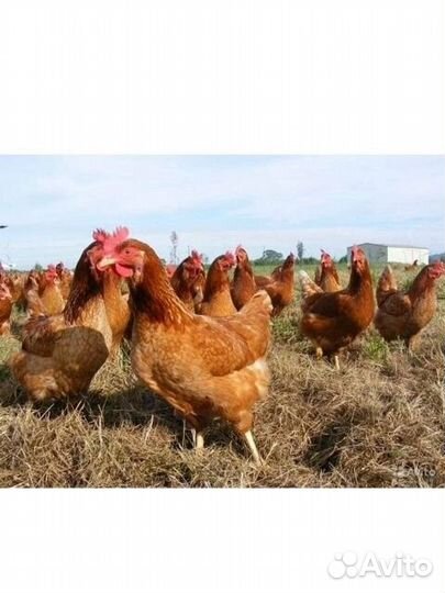 Куры несушки ломан браун