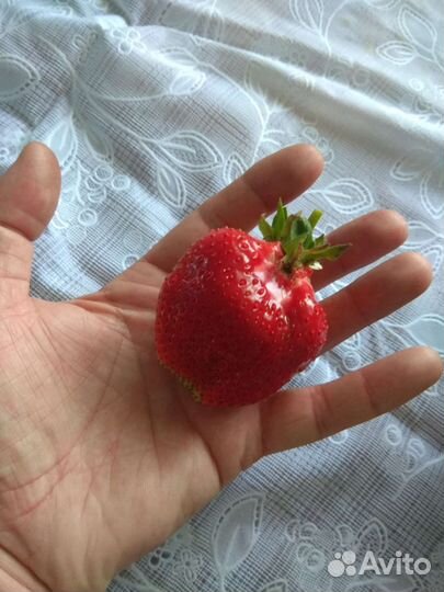 Усы Виктории