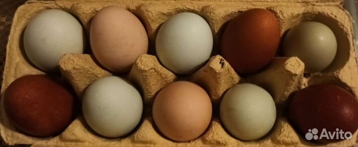 Инкубационное яйцо кур