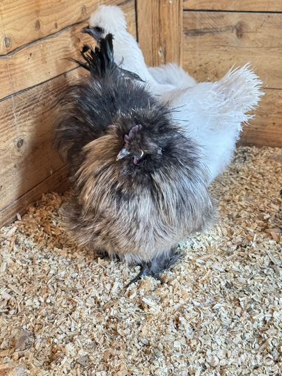 Китайские шелковые курицы