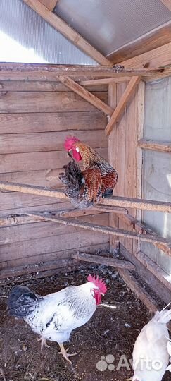 Молодые петухи