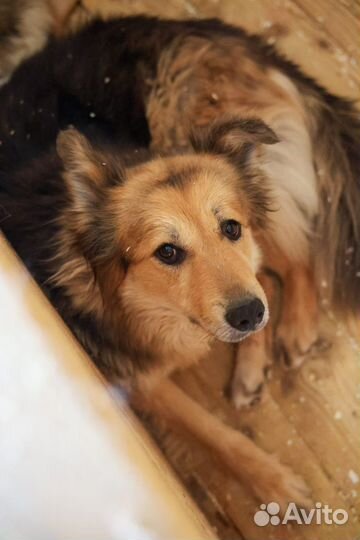 Заберите собачку ждет в приюте